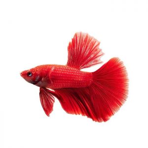 Red Color Fish