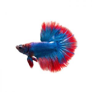 Blue Color Fish