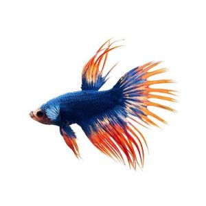 Blue Color Fish