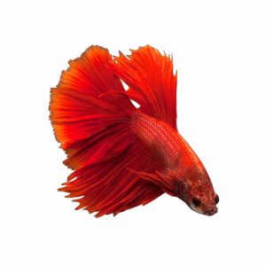 Fighting Fish Red