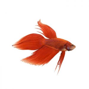 Red Color Fish